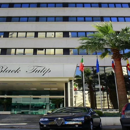 بلاك توليب - بورتو غايا